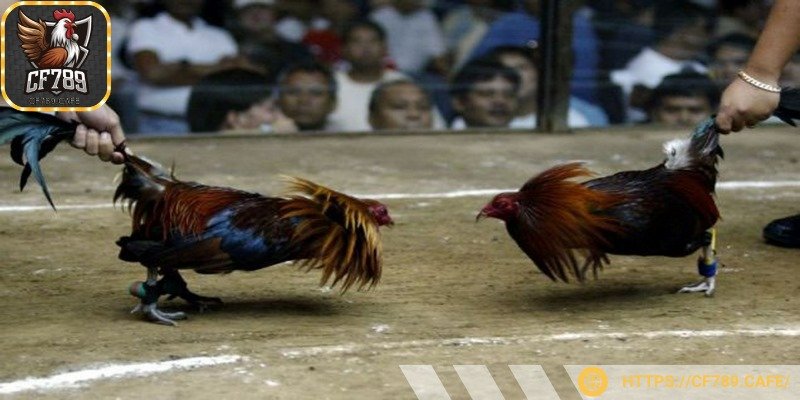 Các trận đấu đều có sự kiểm soát chặt chẽ