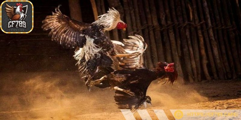 Bỏ thời gian để nghiên cứu mọi thông tin về kê chiến