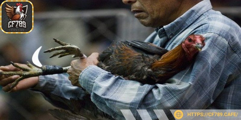 Sư kê được theo dõi trận đấu trực tiếp qua livestream HD