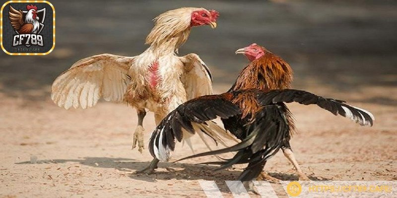 Chiến kê tham gia thi đấu được phân loại theo cân nặng