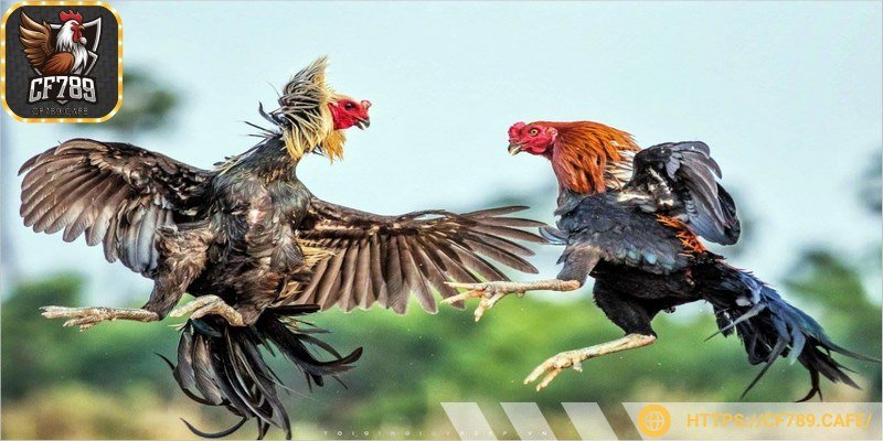 Hãy bỏ thời gian theo dõi các trận đấu của chiến kê online