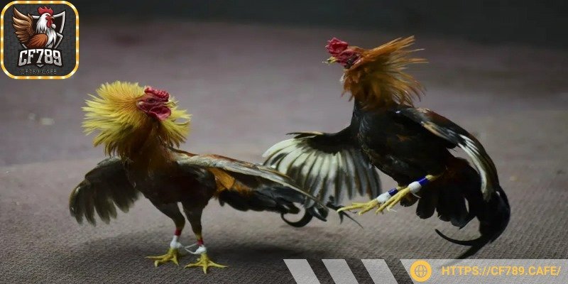 Giao diện tối ưu cho người chơi dễ dàng đặt cược