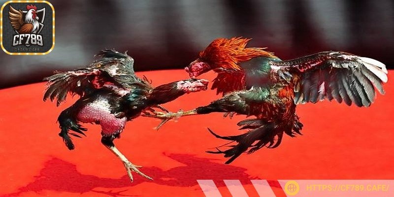 Luật lệ chiến kê online tương tự giống phiên bản truyền thống